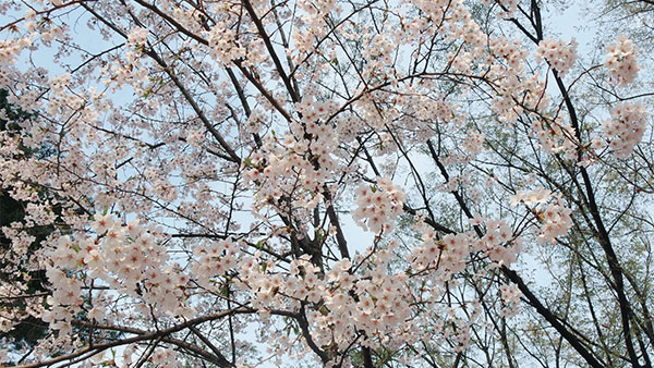 Cherry Blossoms at Yeouido Park