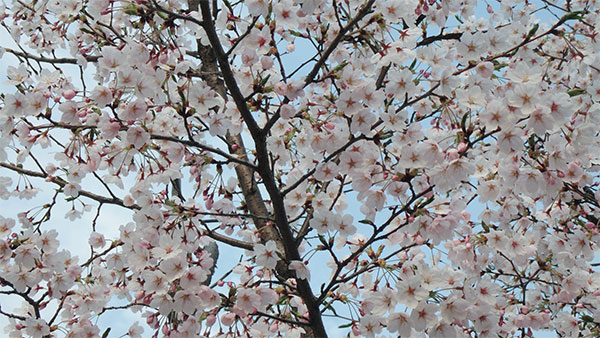 Cherry Blossoms at Yeouido Park