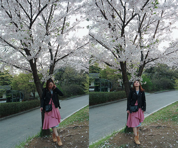 Cherry Blossoms at Yeouido Park Caren