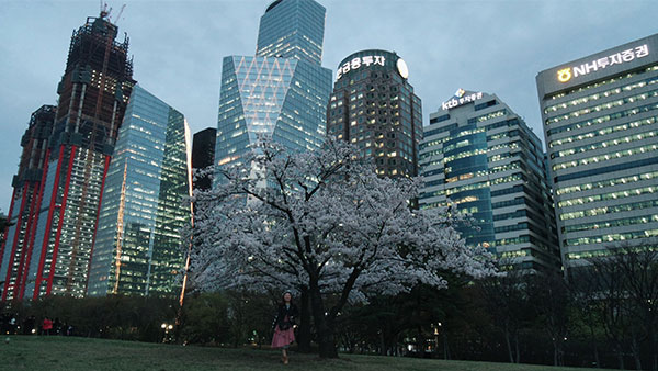 Cherry Blossoms at Yeouido Park Office Buildings