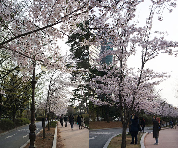Cherry Blossoms at Yeouido Park Walking Path