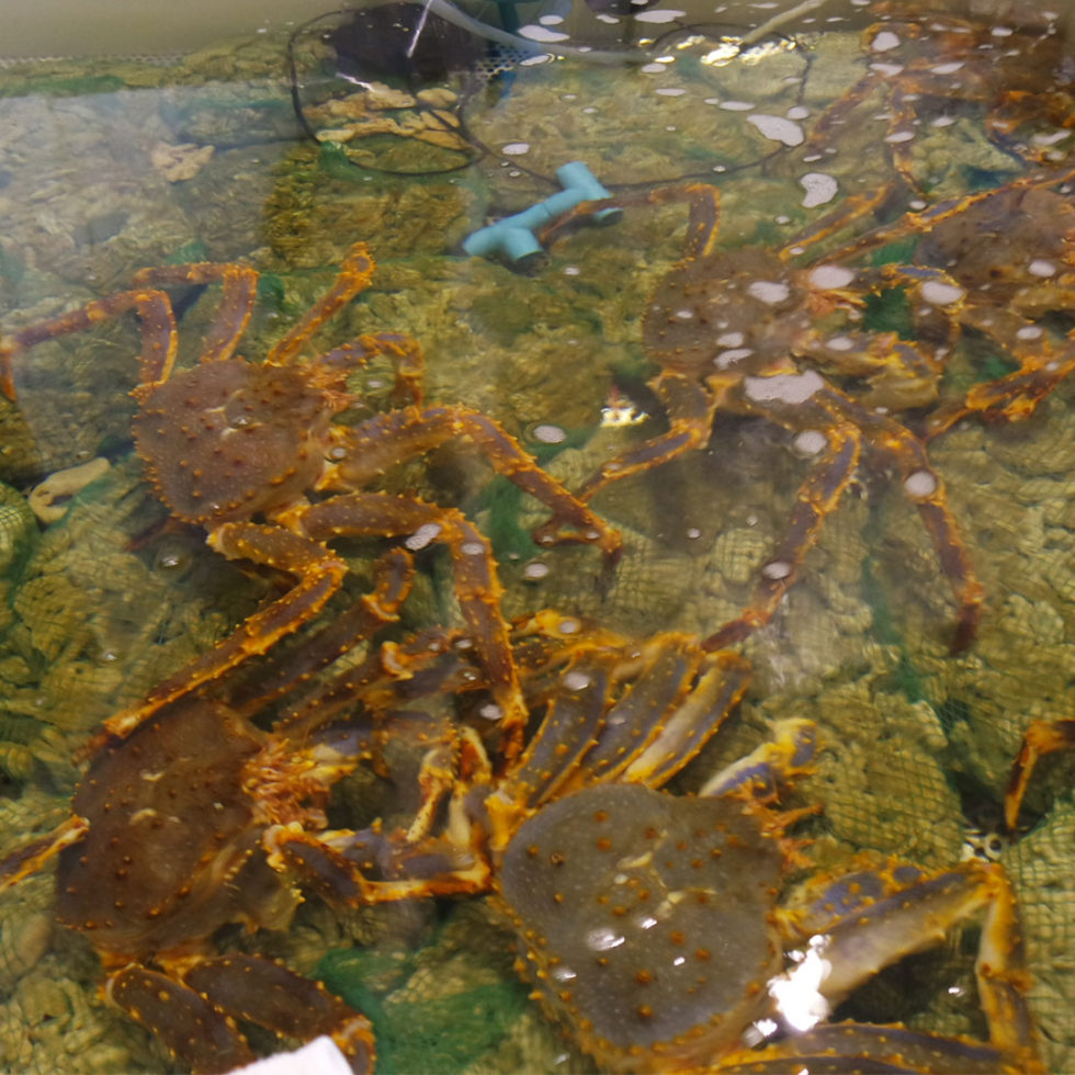 Shinsen Fish Market Zone 1 Live Aquamarine Crabs