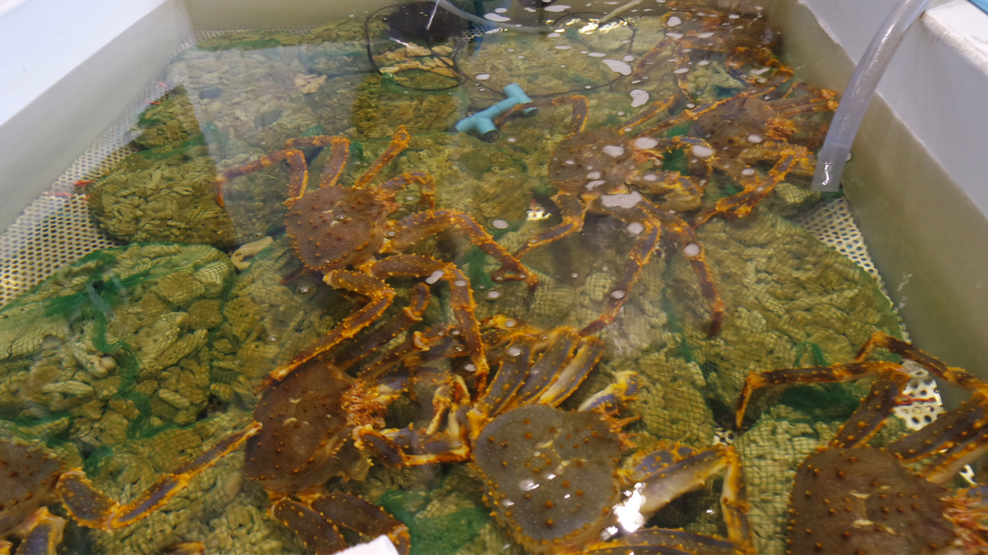 Shinsen Fish Market Zone 1 Live Aquamarine Crabs