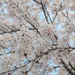 Chasing Cherry Blossoms at Yeouido Park